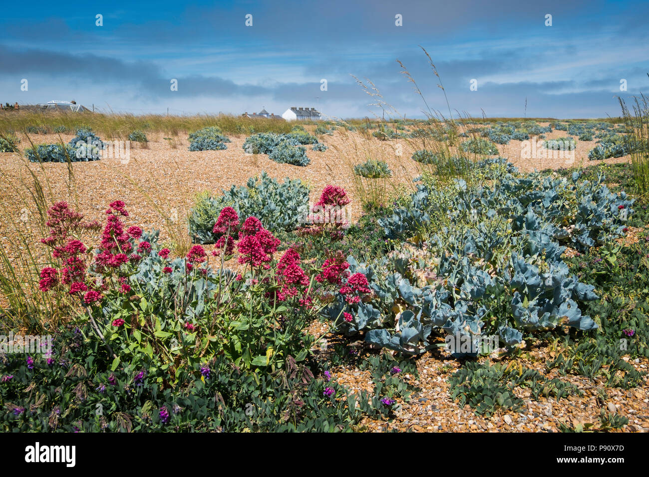 Coastal plants at Shingle Street on the Suffolk coast at the mouth of Orford Ness. Stock Photo