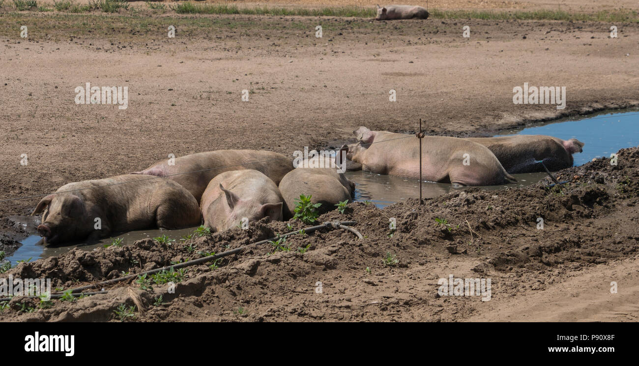 Pigs wallowing in cooling water on a summer day. Stock Photo