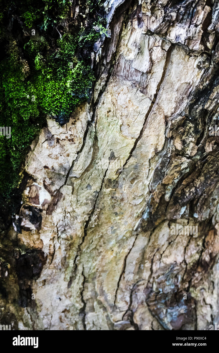 Close up view of moss and ferns growing in a tree Stock Photo - Alamy