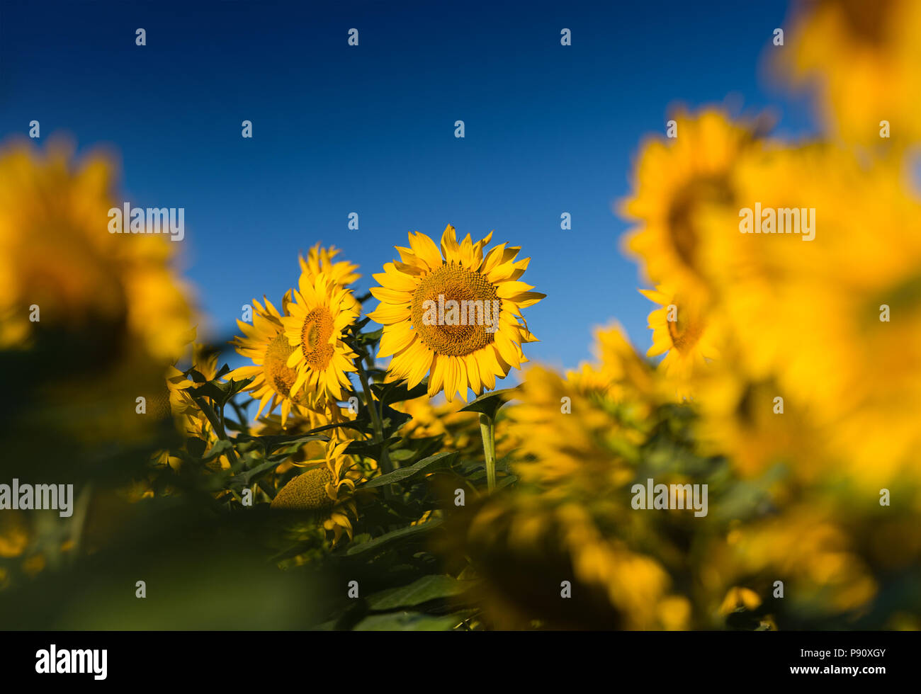 Sunflower in the sunflower field Stock Photo - Alamy
