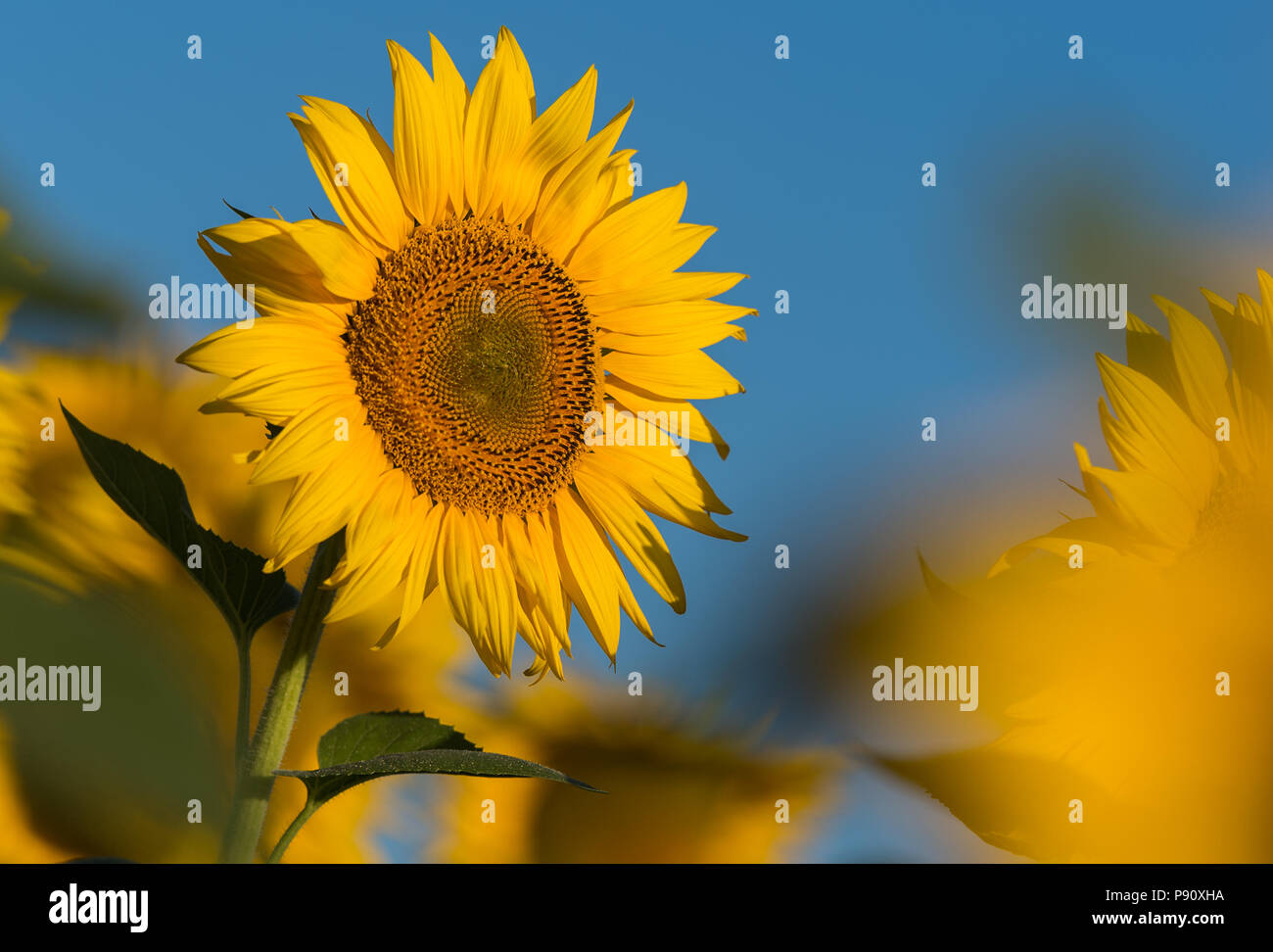 Sunflower in the sunflower field Stock Photo - Alamy