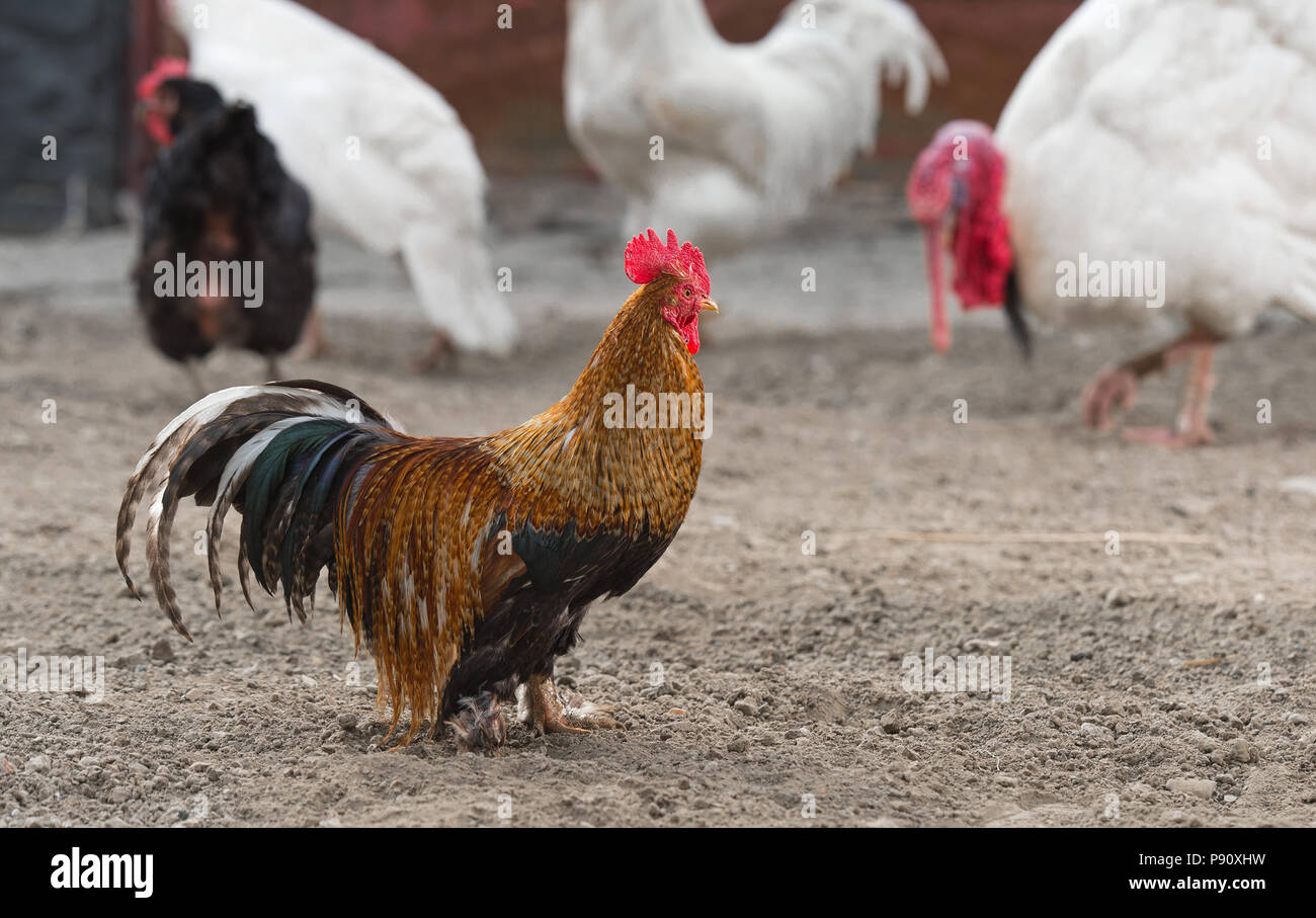 Rooster and chickens in the sun Stock Photo Alamy