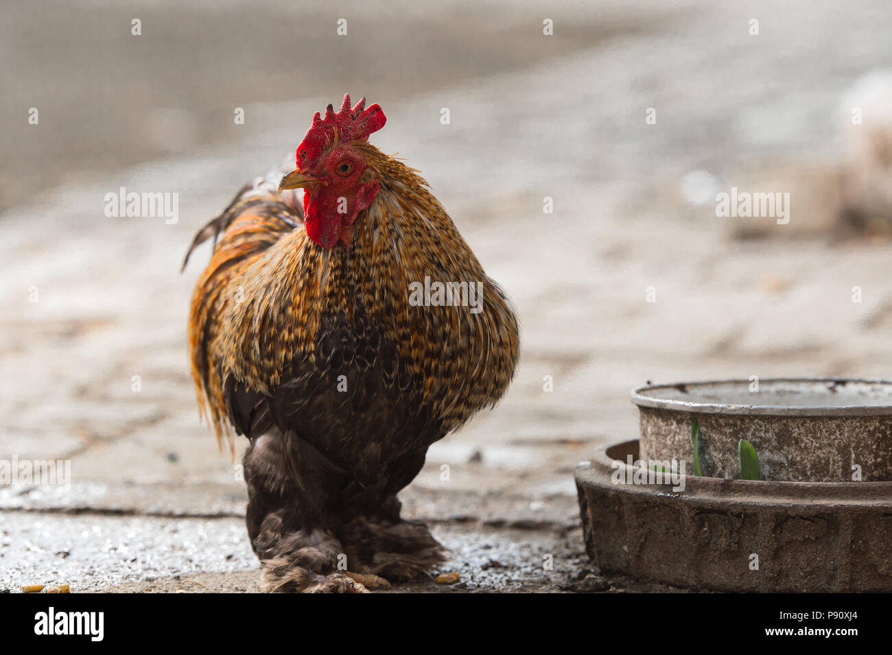 Rooster and chickens in the sun Stock Photo Alamy