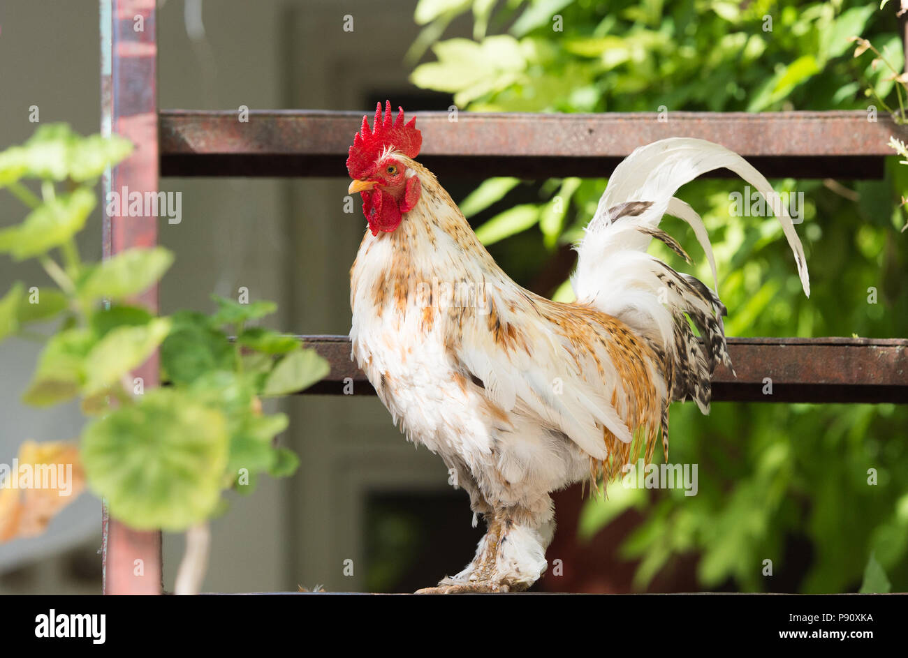 Rooster and chickens in the sun Stock Photo Alamy