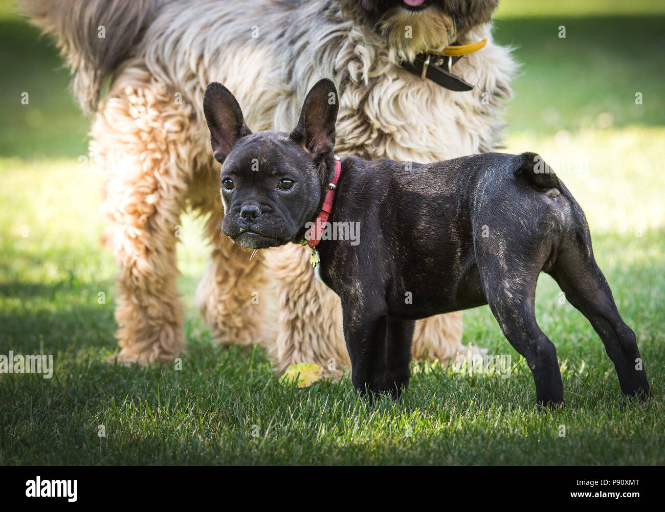 Tibetan bulldog hotsell