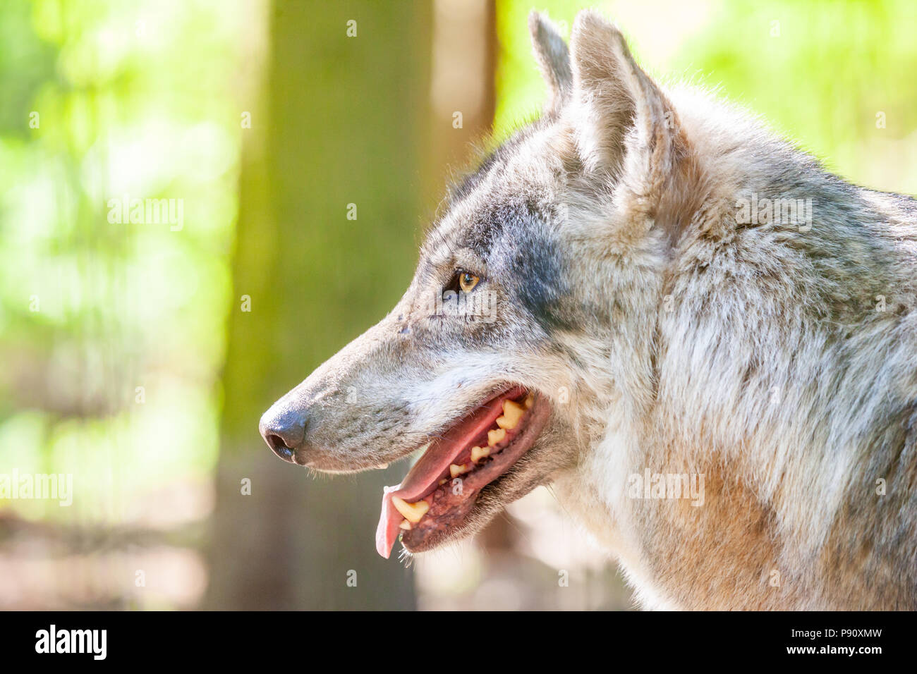 A wolf in the forest hi-res stock photography and images - Alamy