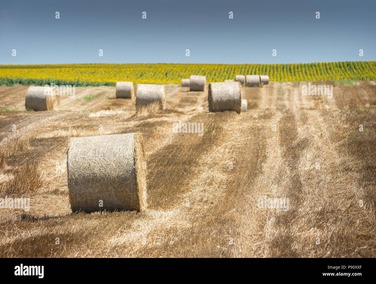 Harvested field with straw bales in the sun Stock Photo - Alamy