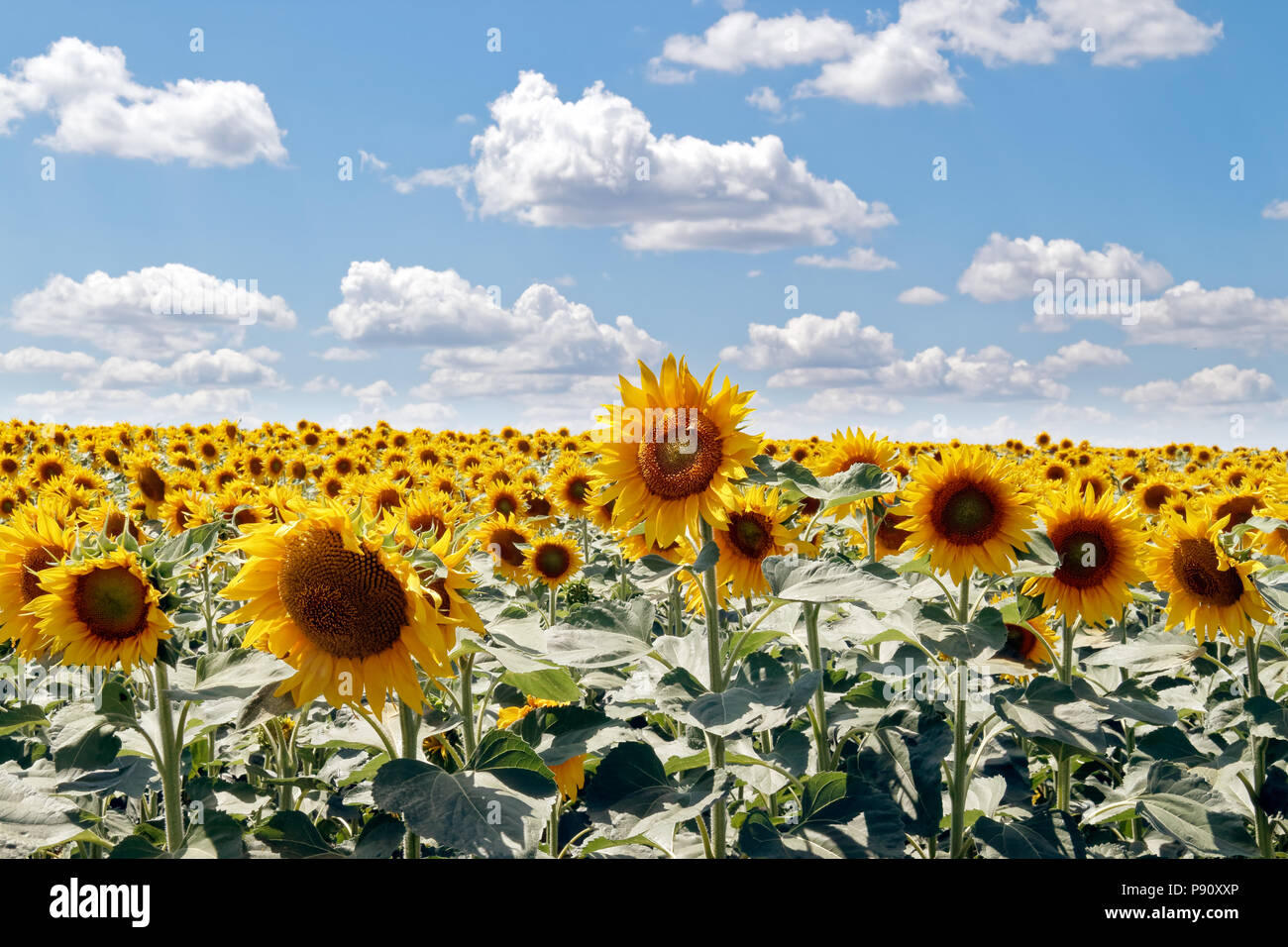 Field of blooming sunflowers on a background cloudy blue sky at bright ...