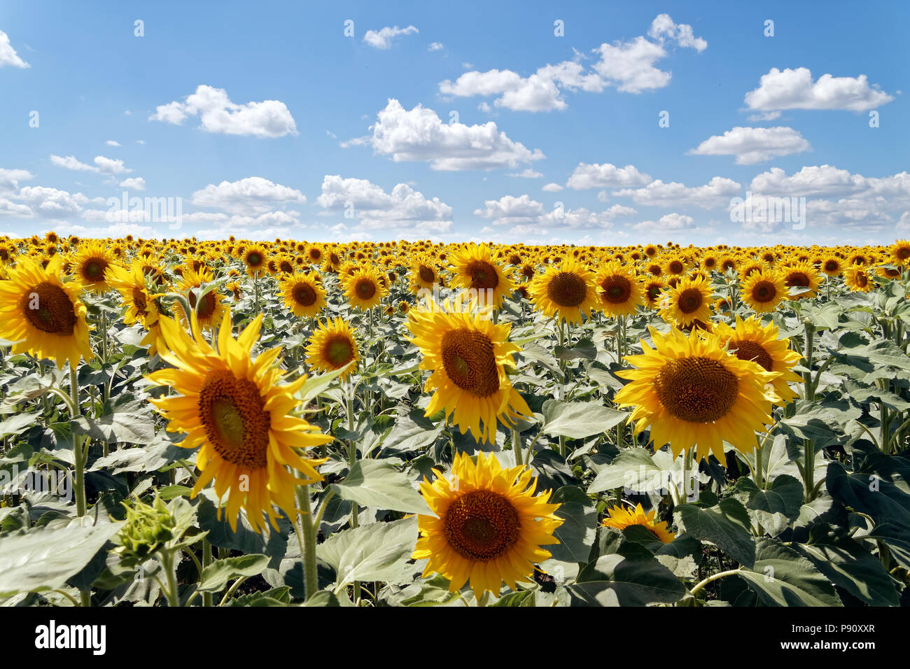 Field of blooming sunflowers on a background cloudy blue sky at bright ...