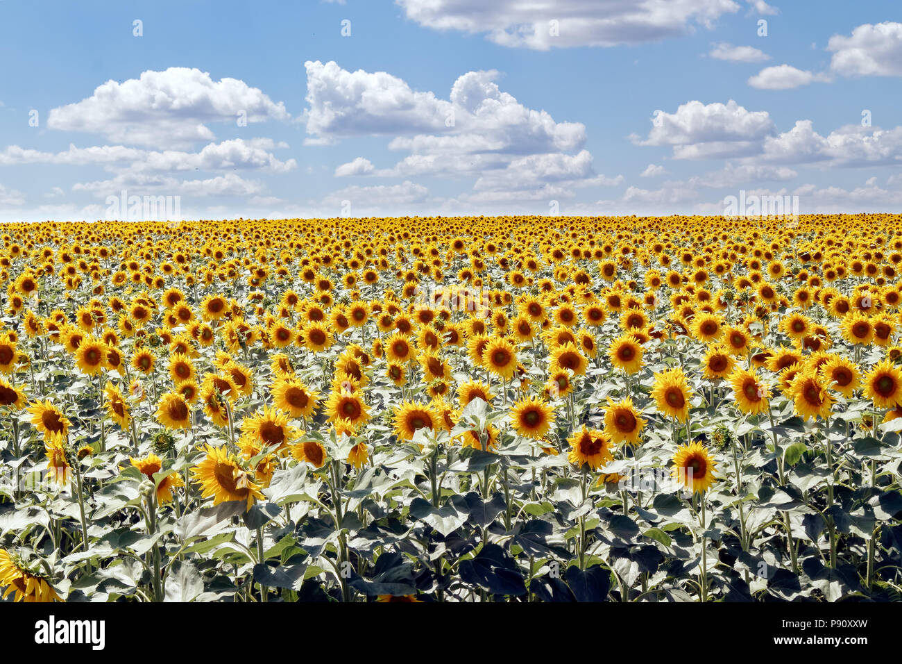 Field of blooming sunflowers on a background cloudy blue sky at bright ...
