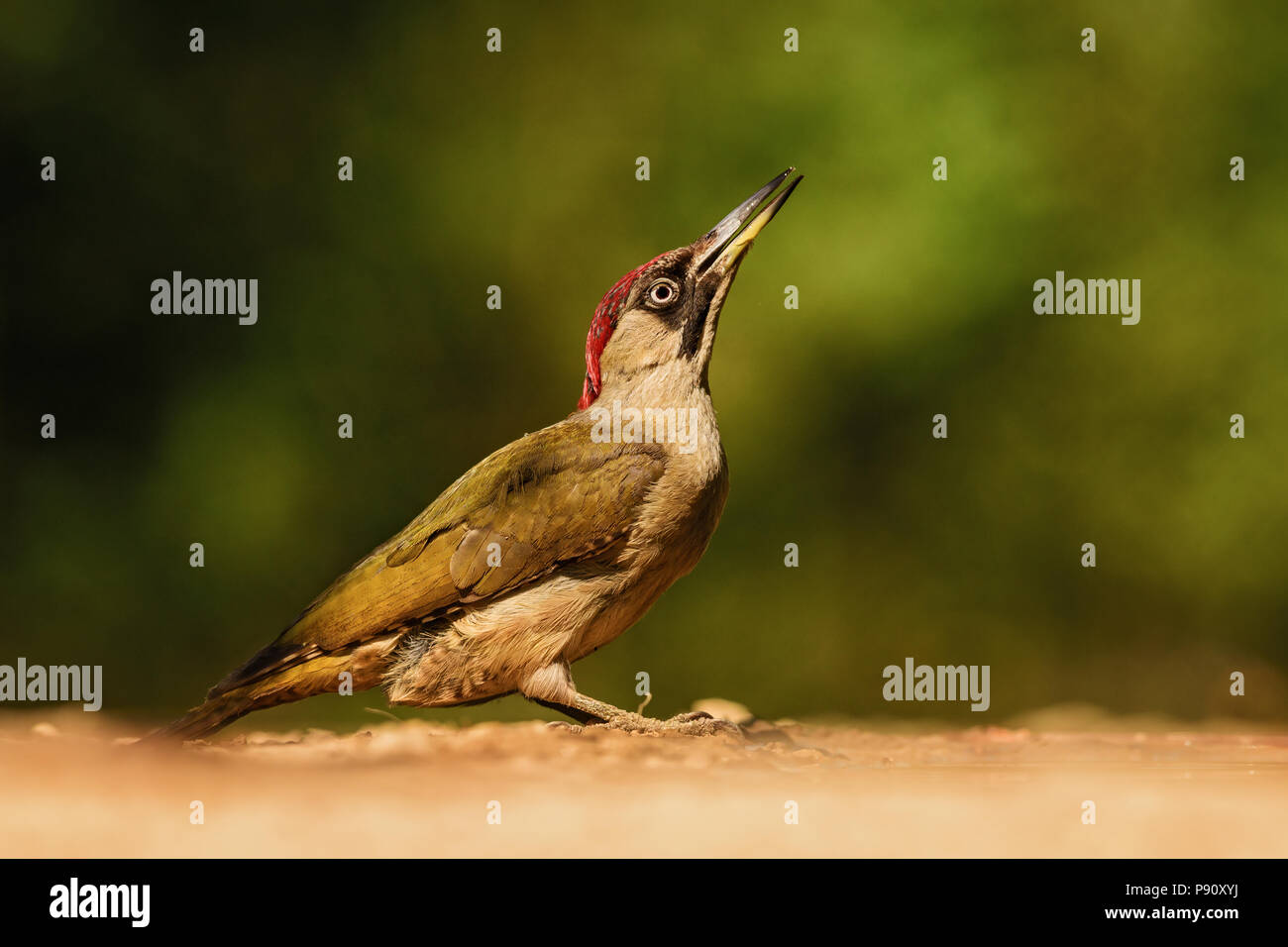 Eurasian Green Woodpecker - Picus viridis, beautiful green shy woodpecker from European forests and woodlands. Stock Photo