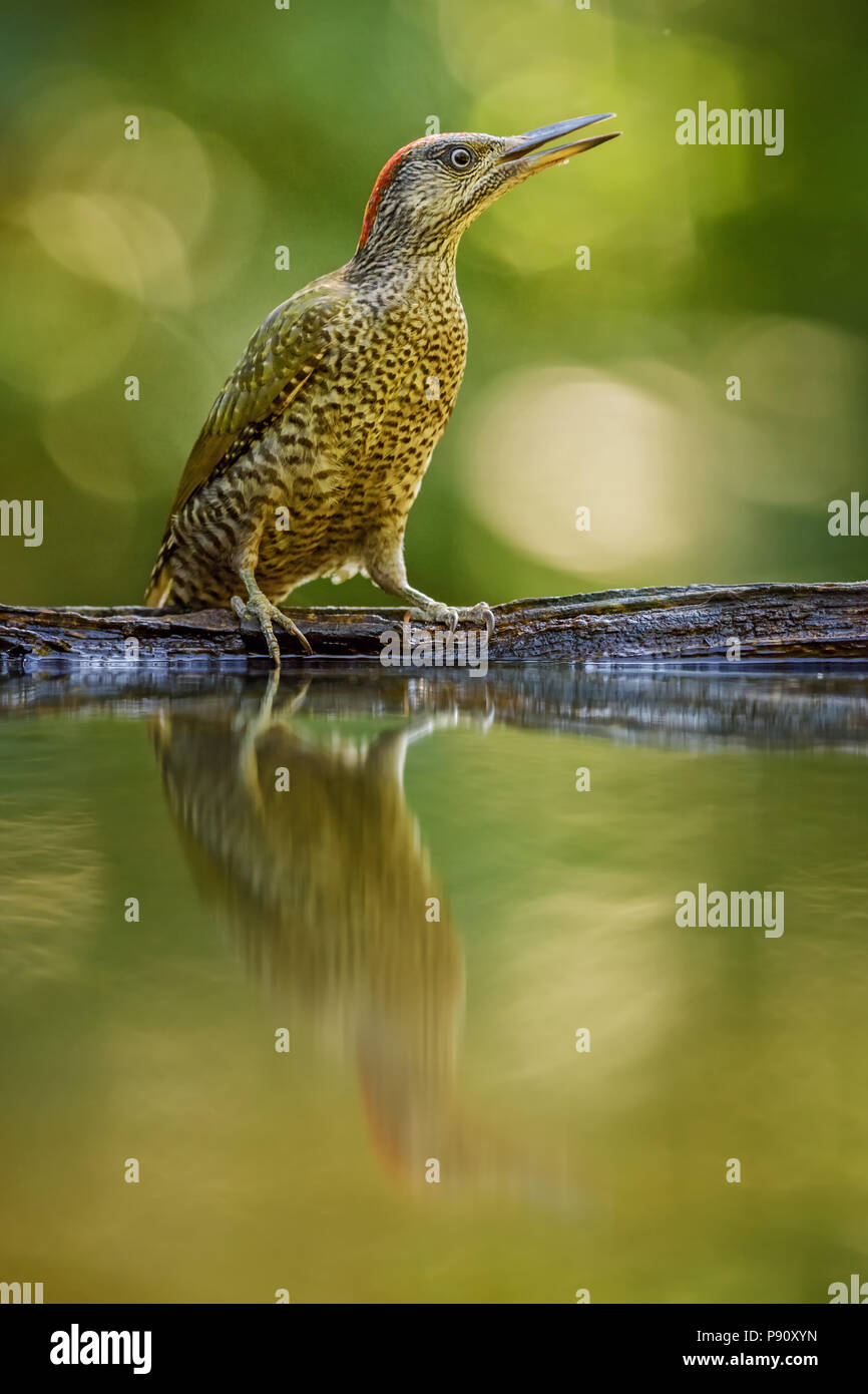 Eurasian Green Woodpecker - Picus viridis, beautiful green shy woodpecker from European forests and woodlands. Stock Photo