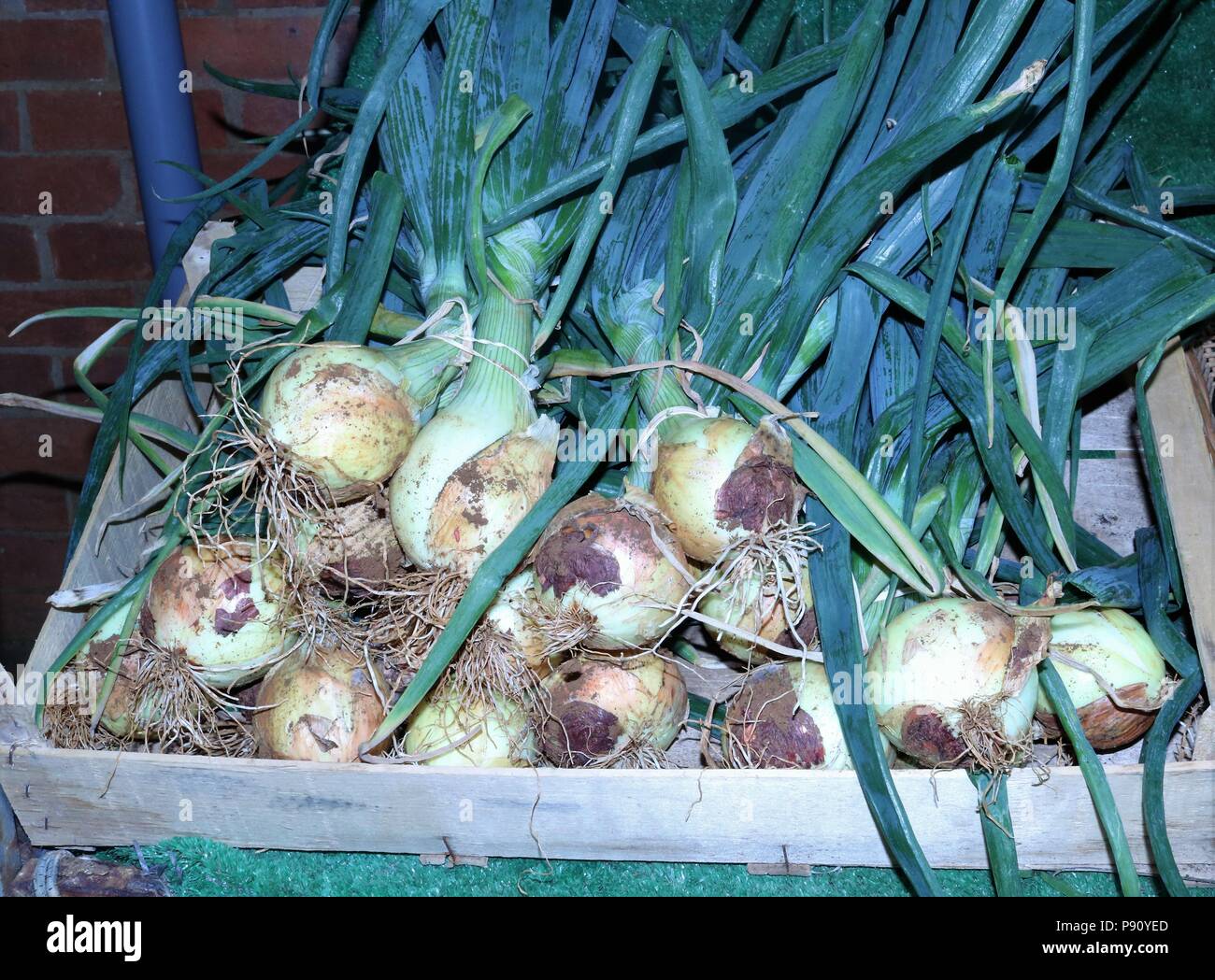 Home grown onions in basket being sold at a farmers market. Stock Photo
