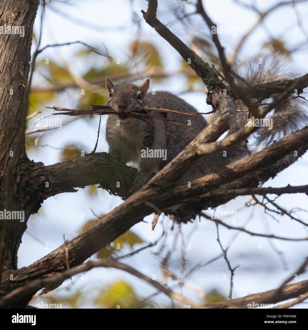 Squirrel gathering nest material Stock Photo Alamy
