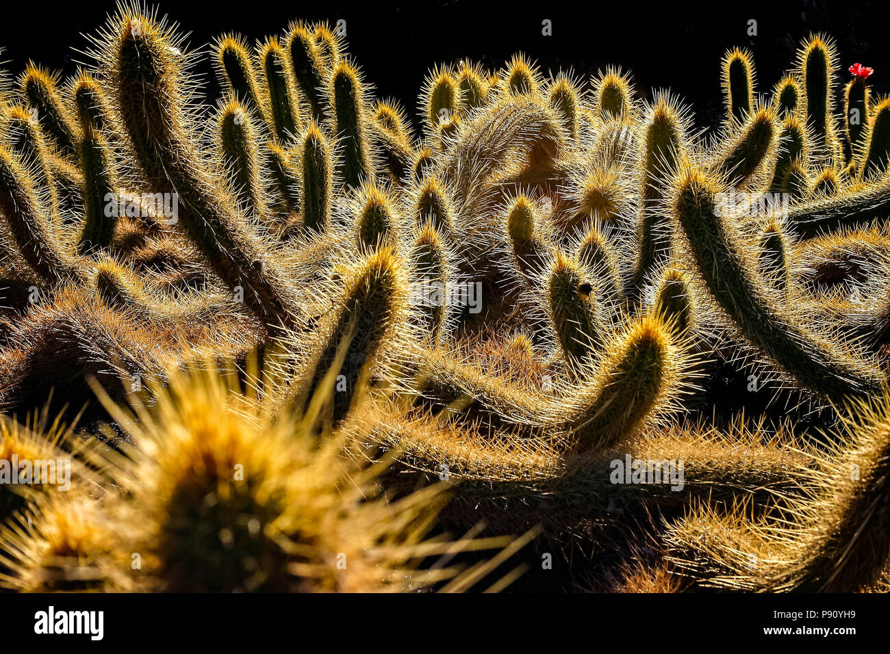 backlit close up shot of group of cacti with red flower Stock Photo