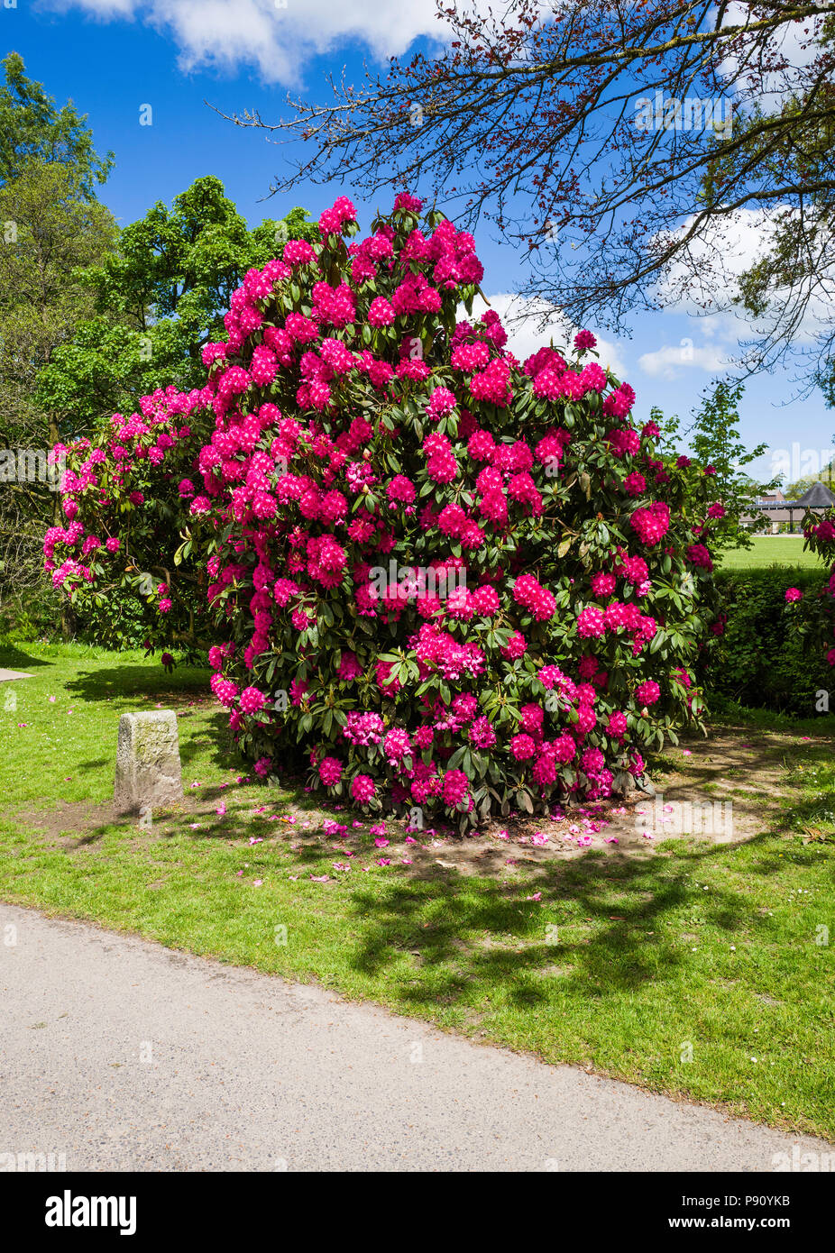Brilliant flowering Rhododendron bush in Simmons Park, Okehampton, Devon UK. Stock Photo
