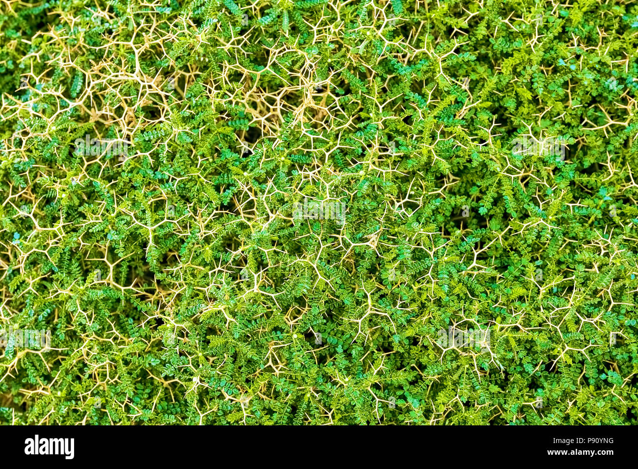 Overhead view of maturing green acacia white thorn plant Stock Photo