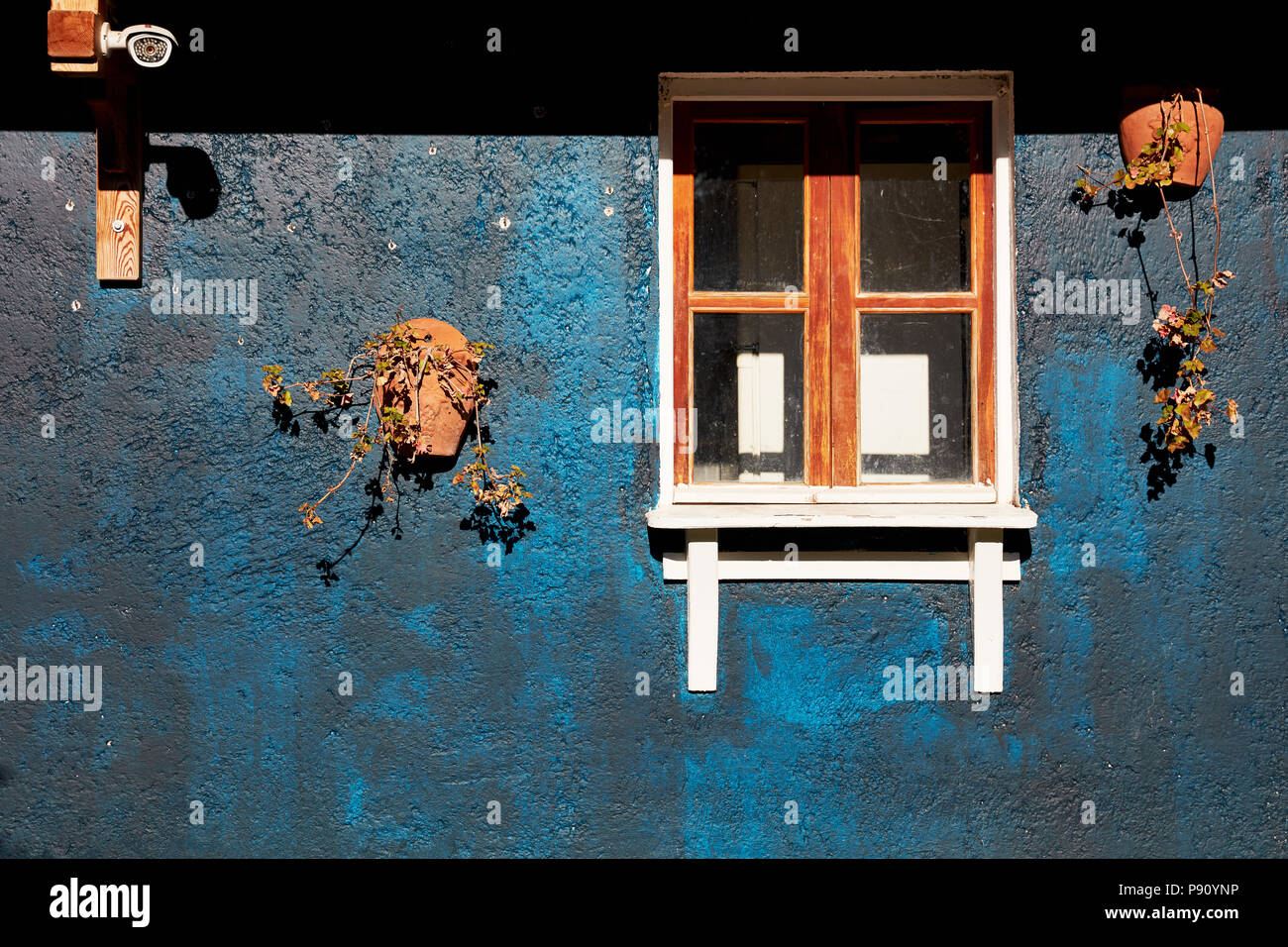 Authentic window frame of a rural cottage with concrete dark blue wall and flowerpots mounted the grungy wall Stock Photo