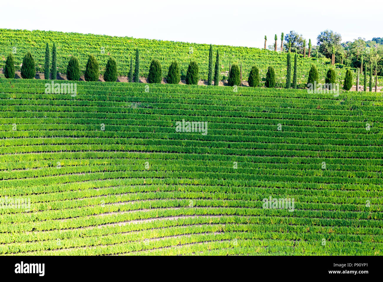 Italy slovenia border vineyard hi-res stock photography and images - Alamy