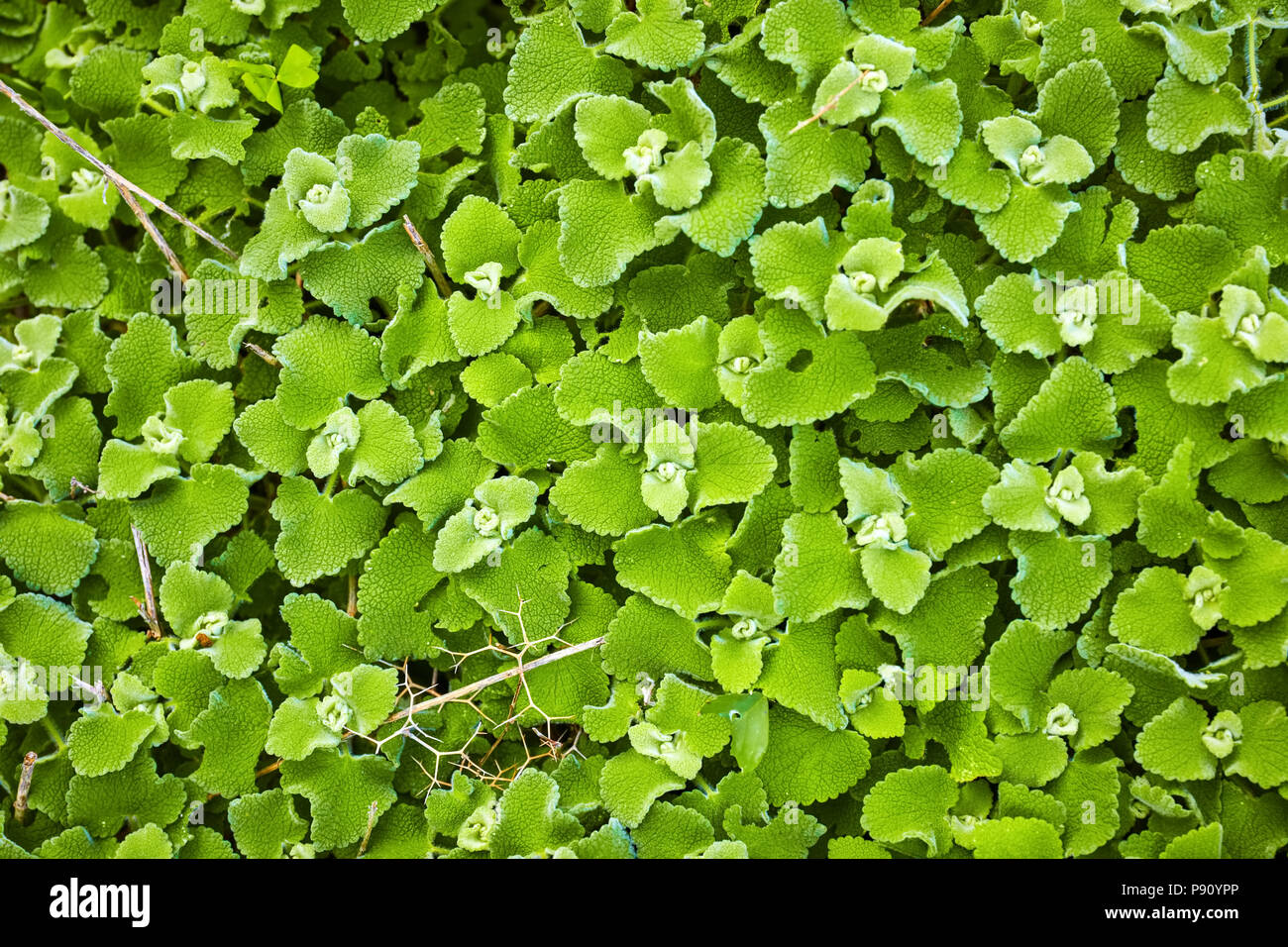 Nepata racemosa Lamiaceae Walker's low dwarf cat mint green plant Stock Photo