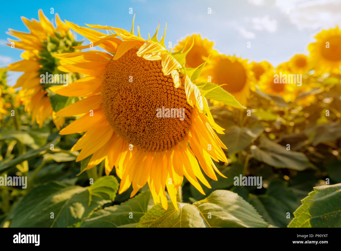 Blooming sunflower crop field on sunny summer day Stock Photo