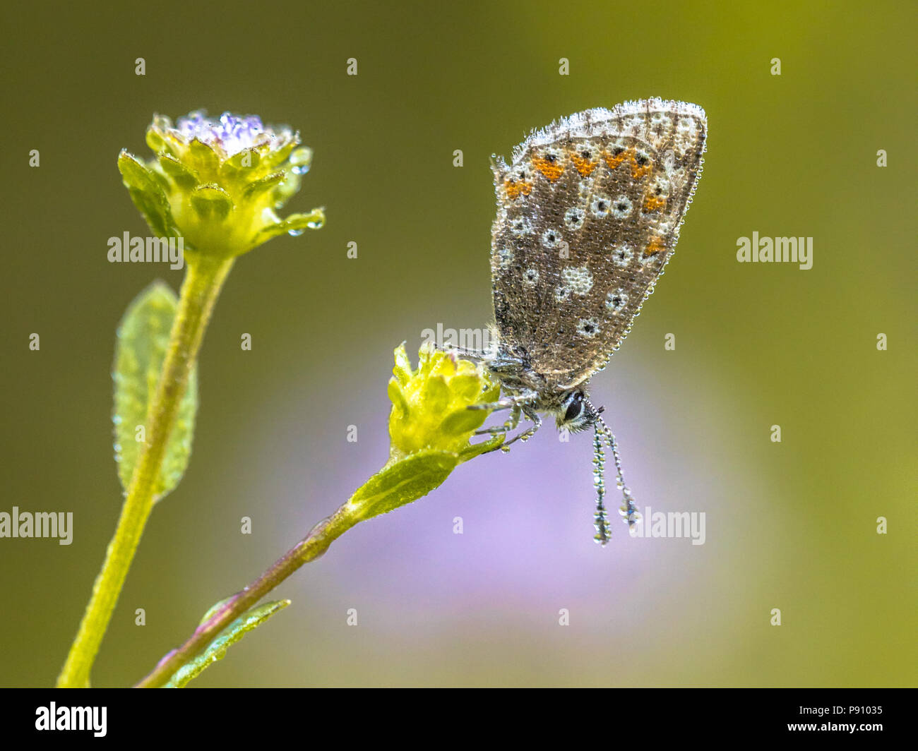 Chalkhill blue (Polyommatus coridon) butterfly on flower with bright colored background Stock Photo