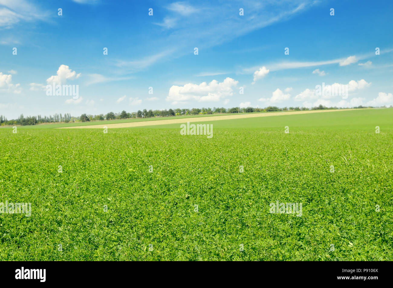 green field and blue sky with light clouds Stock Photo - Alamy