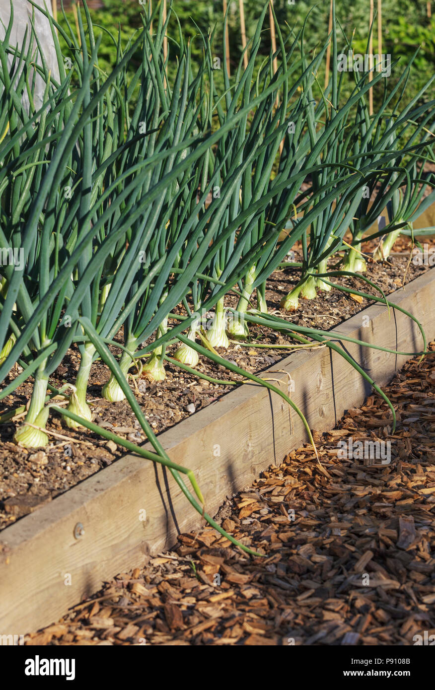 Onions in a raised garden bed Stock Photo