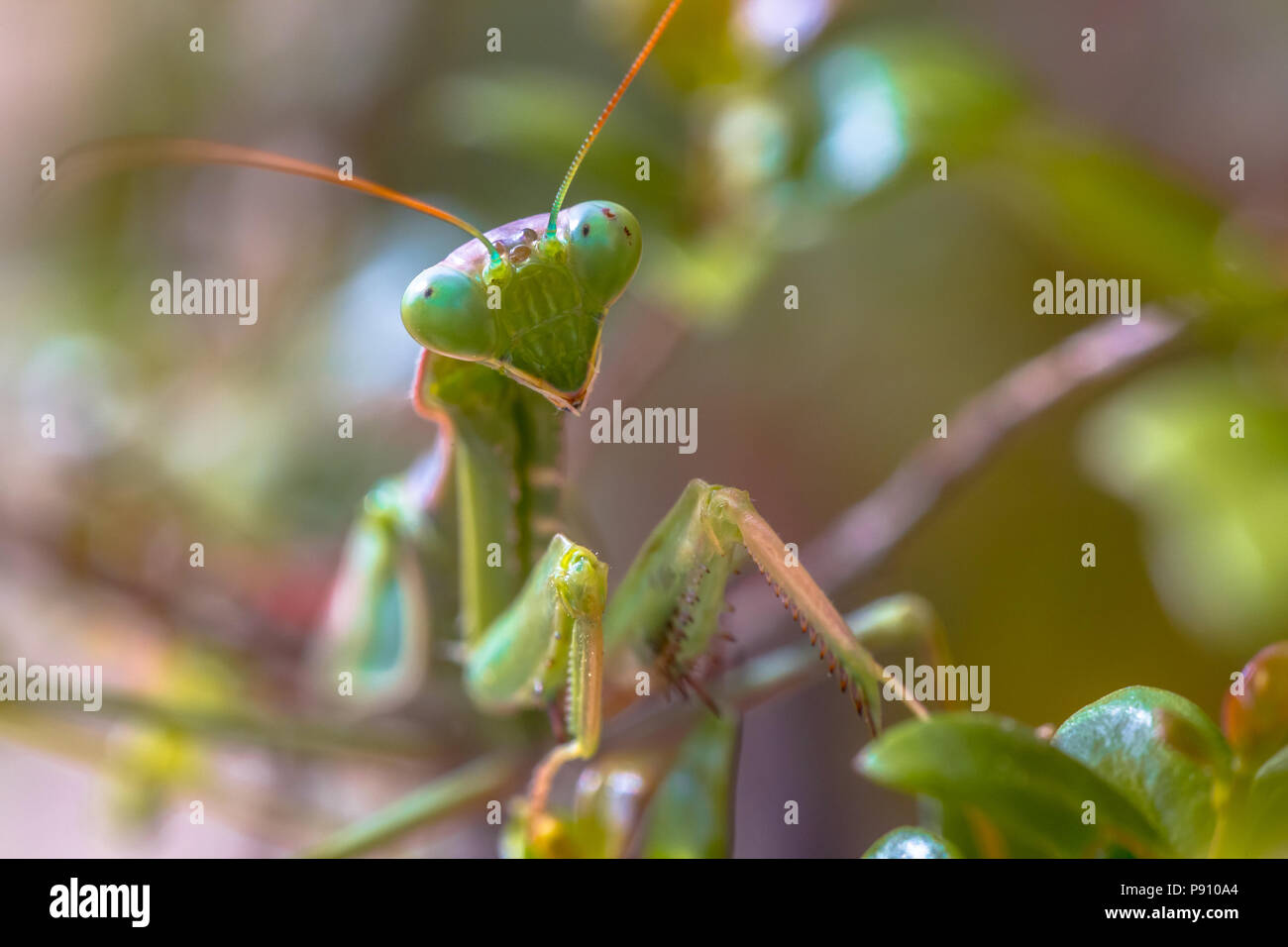 Headshot of European praying mantis (Mantis religiosa) is one of the most well-known and widespread species of the order Mantodea, the Mantises. Stock Photo