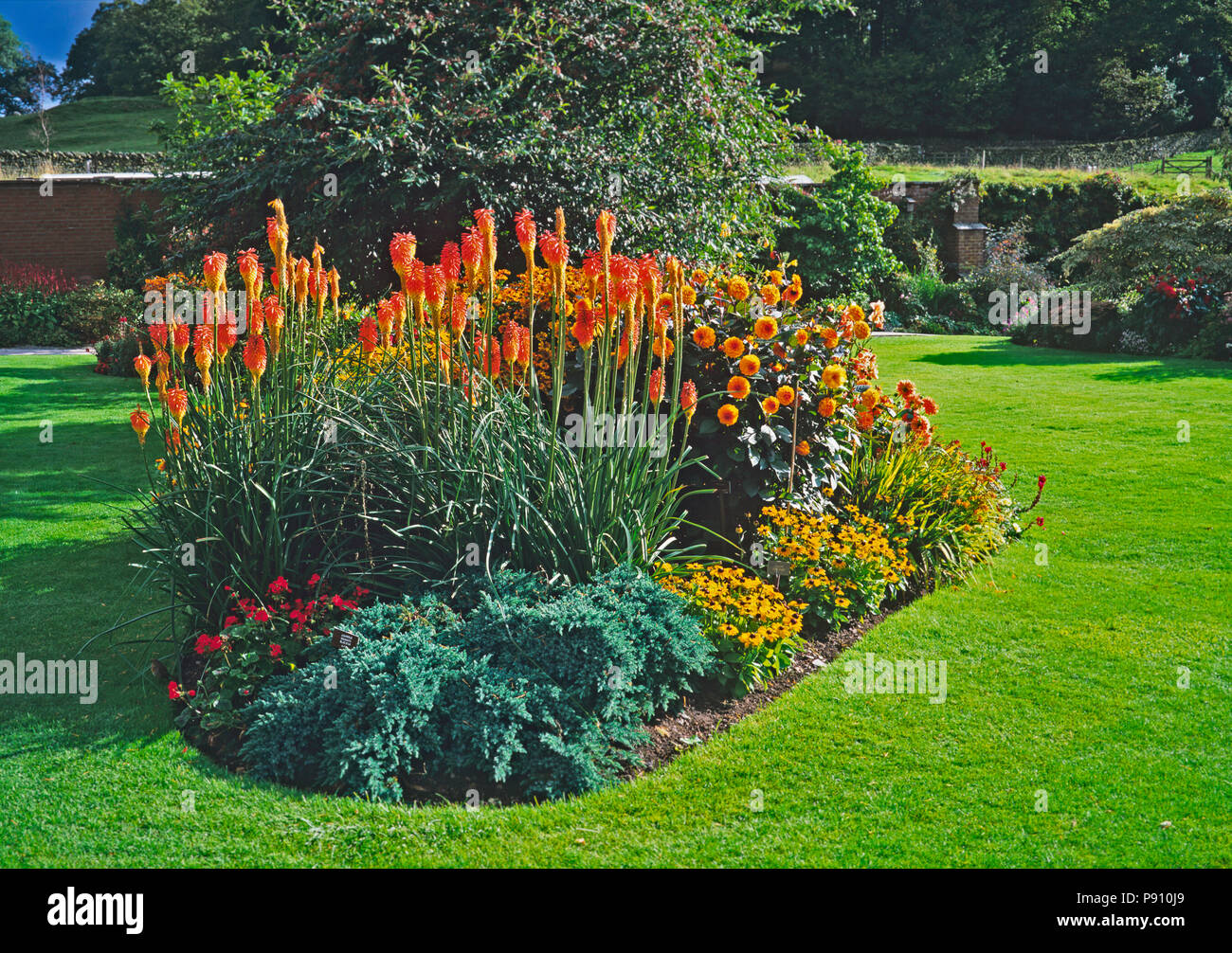 Kniphofia caulescens in a summer flower border in a country garden Stock Photo