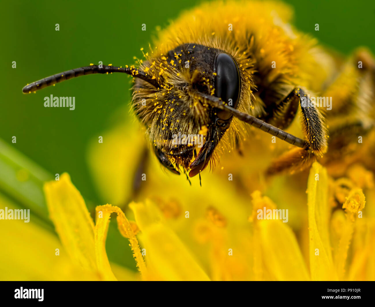 Solitary Bee showing its jaws Stock Photo