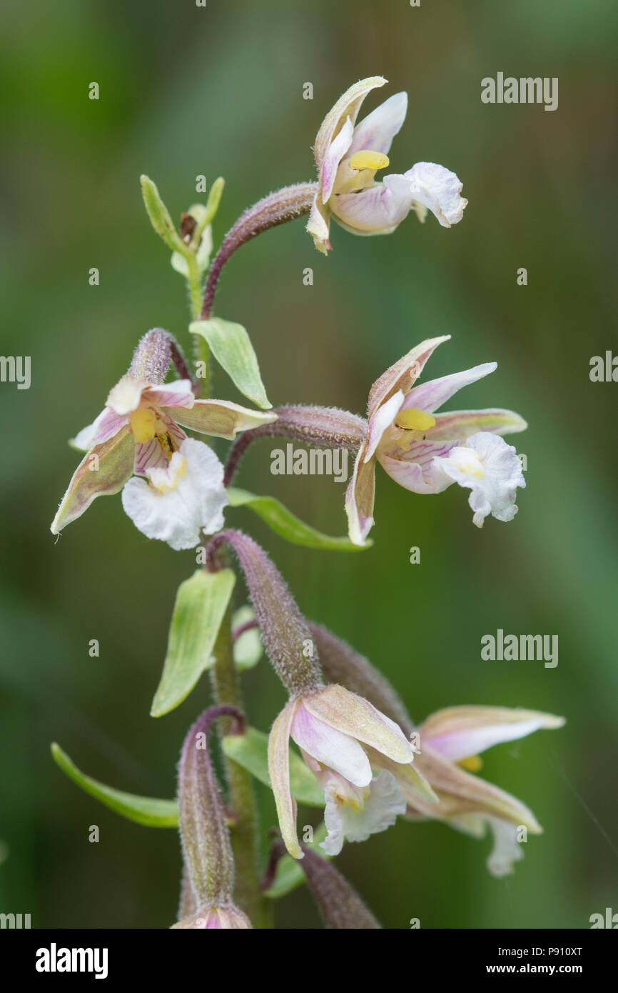 Marsh helleborine flower (Epipactis palustris), a wild orchid species, at Dry Sandford Pit in Oxfordshire, UK Stock Photo