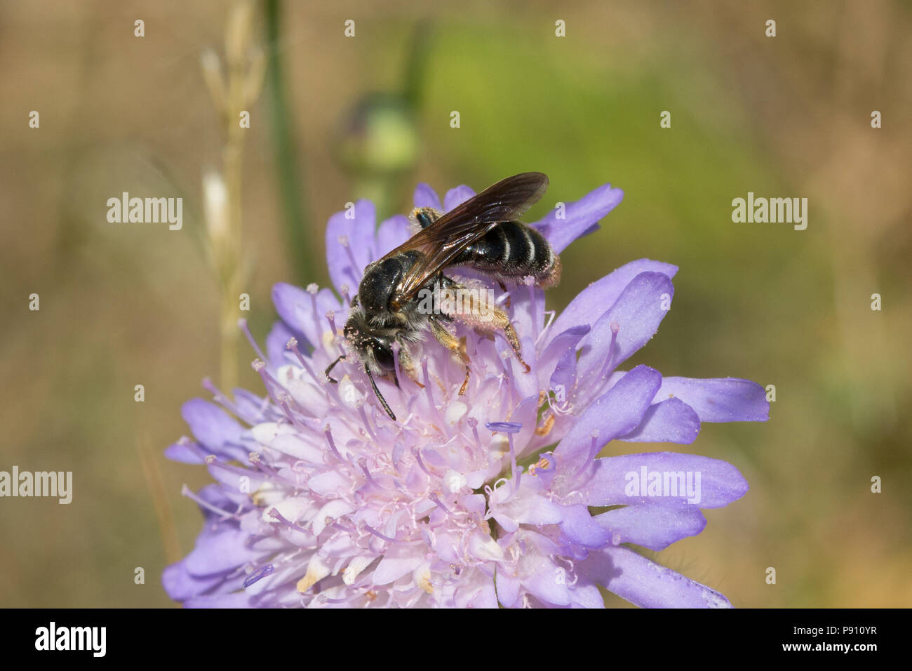 Large scabious mining bee (Andrena hattorfiana) with pink pollen baskets, on field scabious wildflower at Dry Sandford Pit, UK Stock Photo