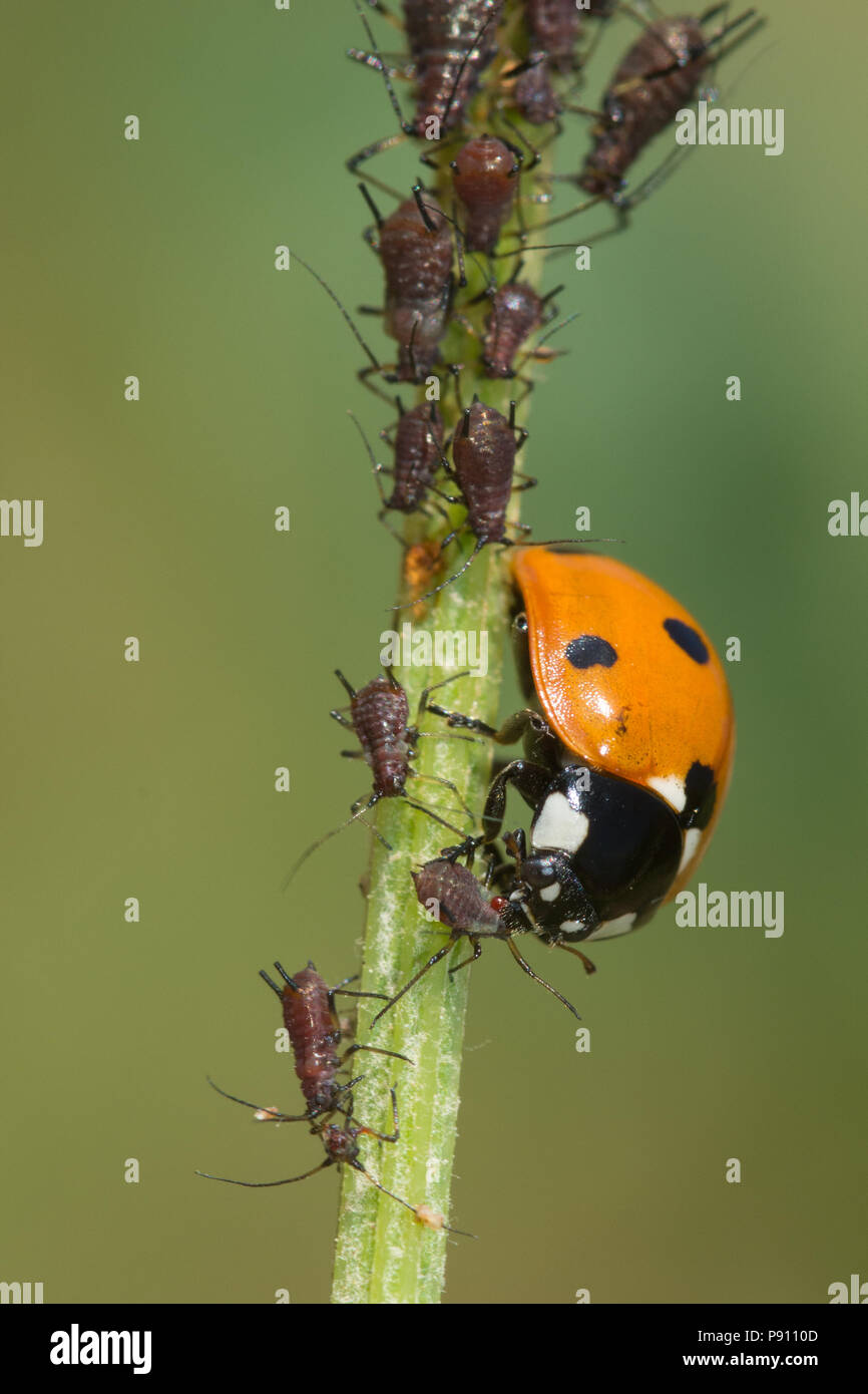 Seven spot ladybird (Coccinella septempunctata) feeding on an aphid on a plant stem Stock Photo