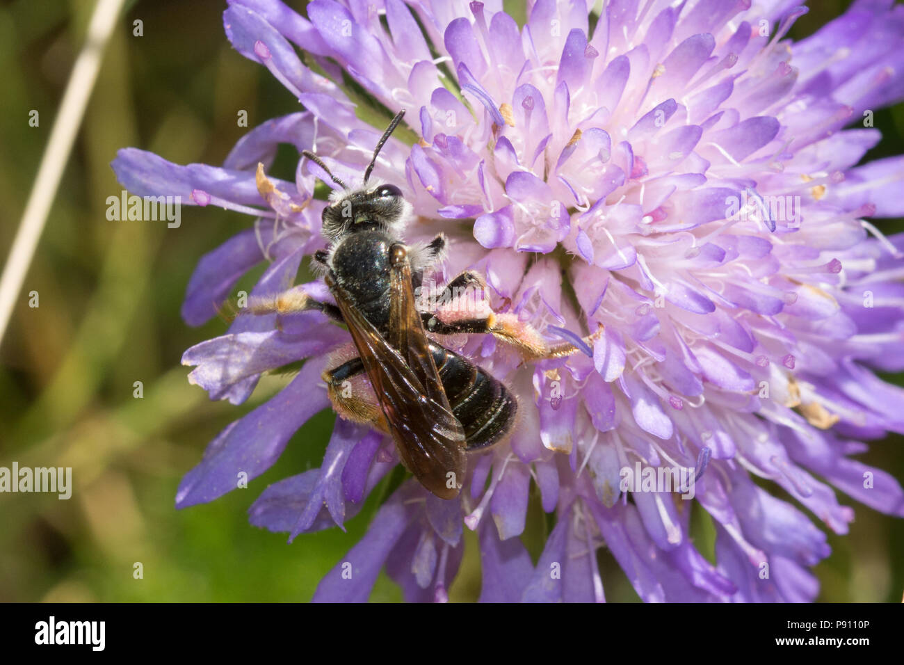 Large scabious mining bee (Andrena hattorfiana) with pink pollen baskets, on field scabious wildflower at Dry Sandford Pit, Oxfordshire, UK Stock Photo