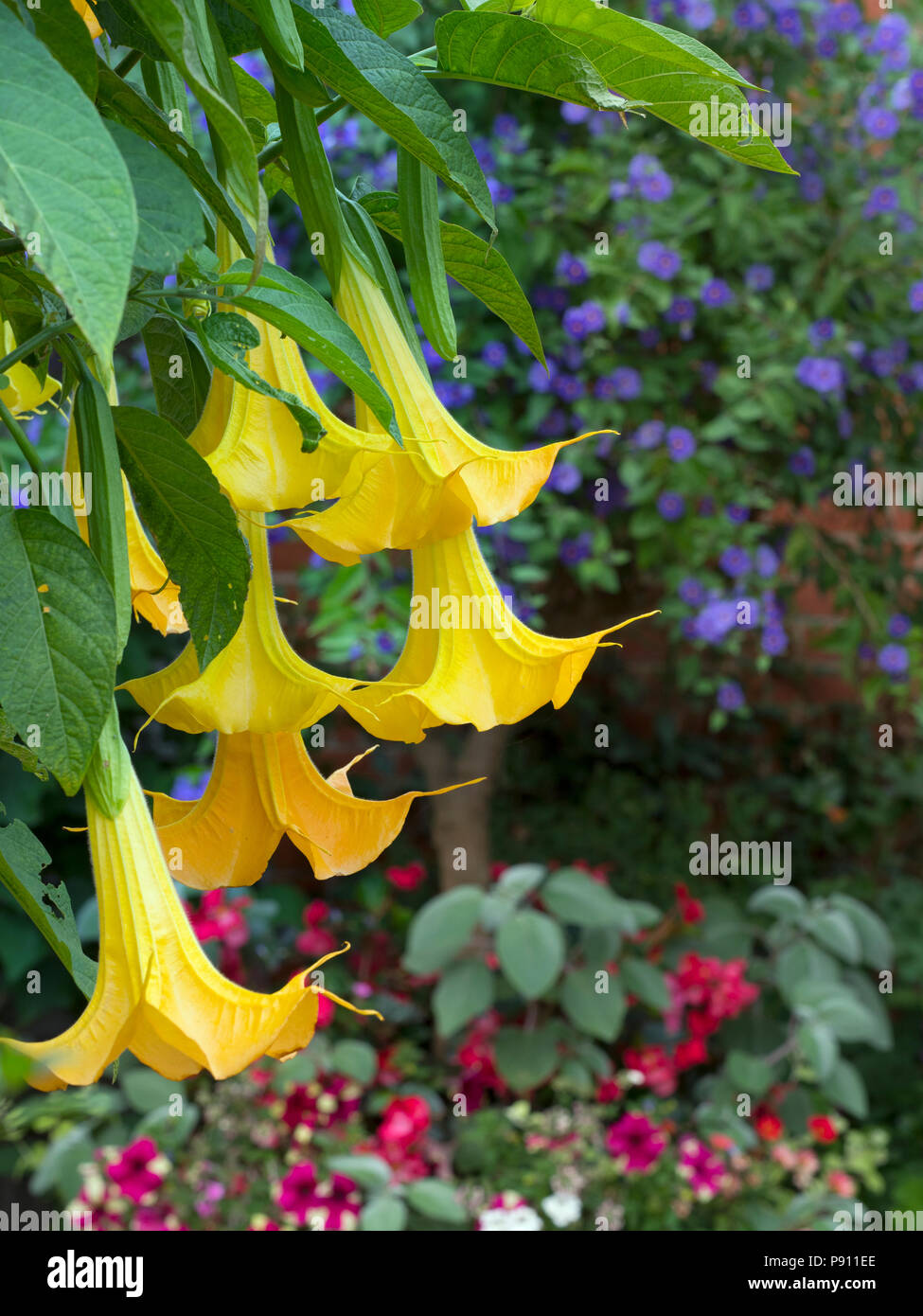 Brugmansia 'Feingold' Angel's trumpets Stock Photo