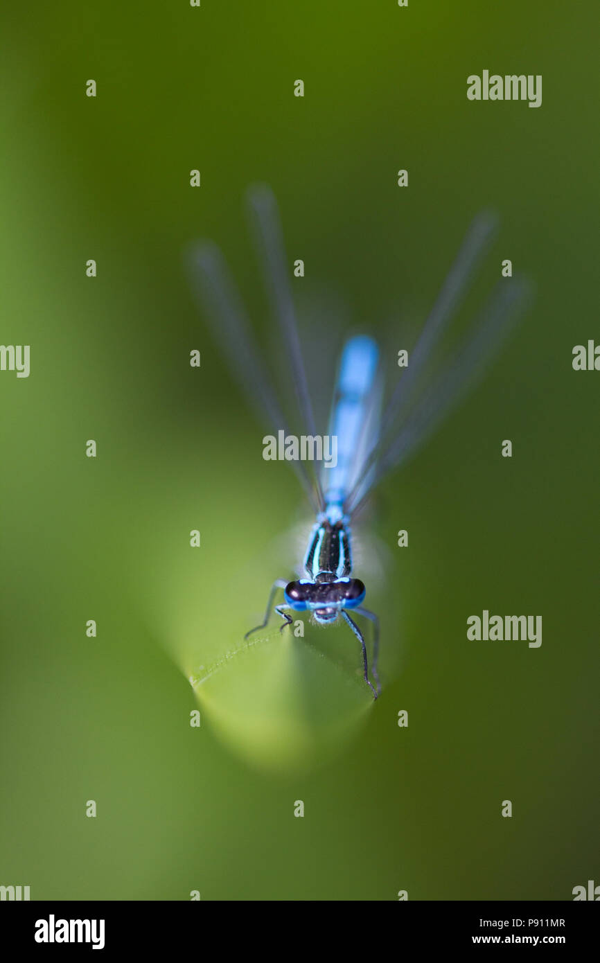 Azure damselfly, Coenagrion puella, Cheshire, UK Stock Photo