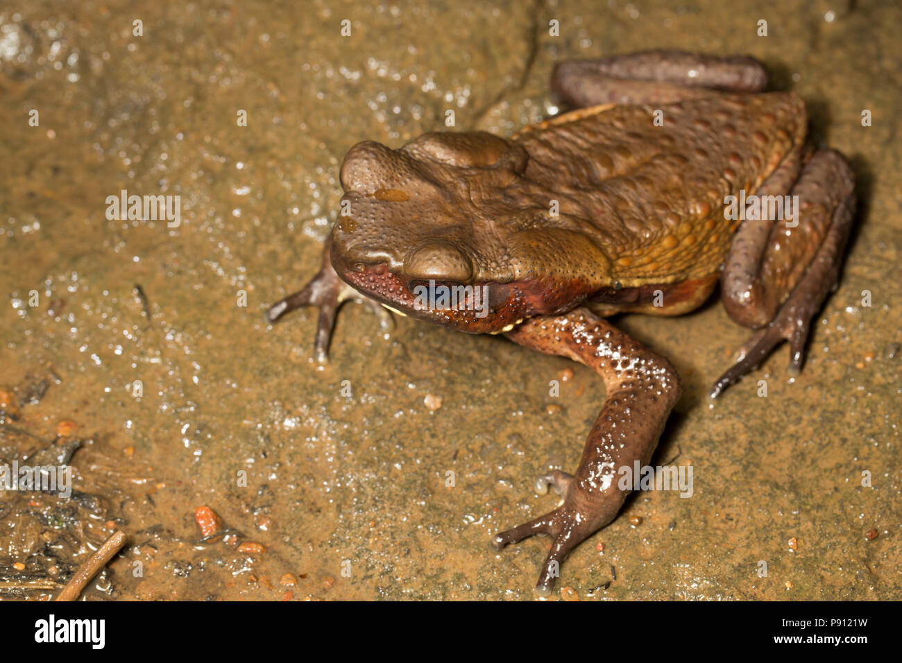 A toad photographed in the jungle of Suriname near Bakhuis. Research would suggest this is a smooth sided toad, Bufo/Rhaebo guttatus, but this should  Stock Photo
