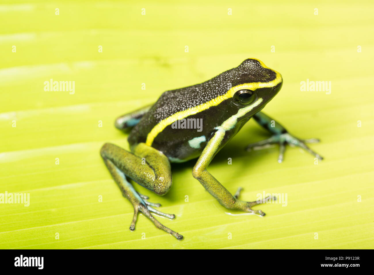 A three striped poison frog, or poison dart frog, Ameerega trivittata, photographed in the jungle of Suriname near Bakhuis. Suriname is noted for its  Stock Photo