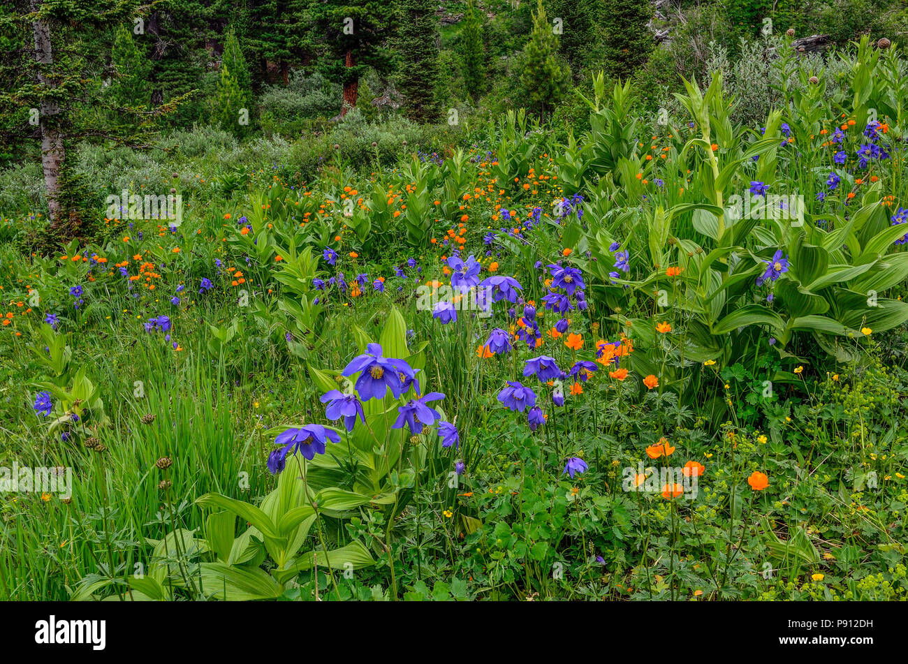 Picturesque floral summer background - blossoming alpine meadow with colorful wild flowers close up: blue aquilegia, orange buttercups and other herbs Stock Photo