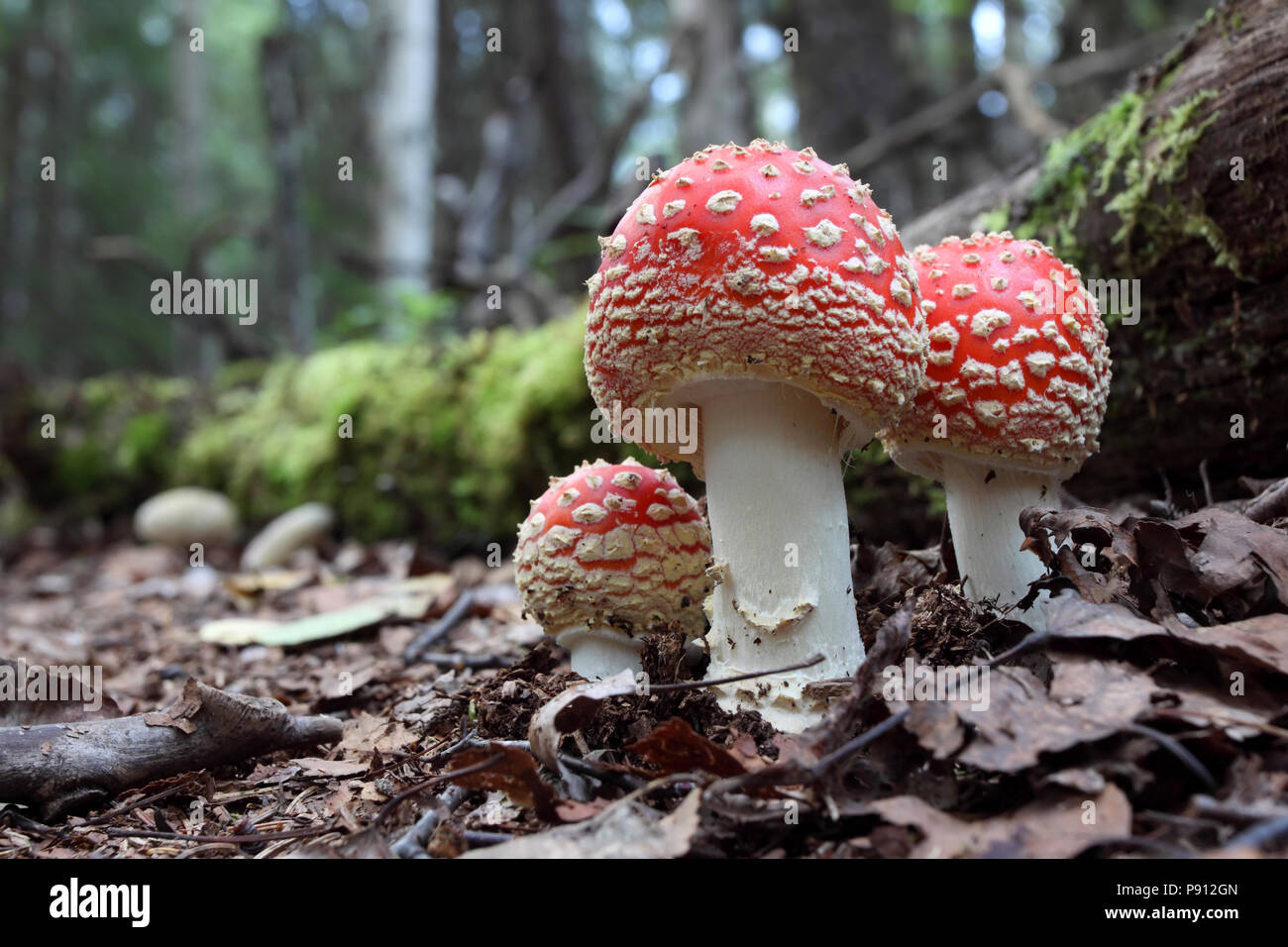 Fly Agaric Mushroom (Amanita muscaria) August 10th, 2010 Kenai Peninsula, Alaska Stock Photo