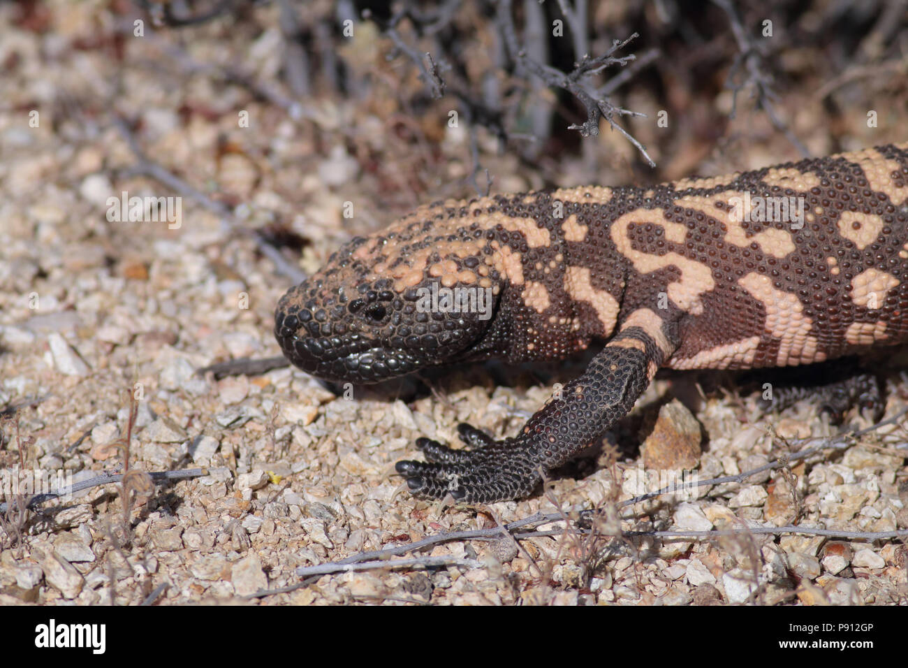 Gila monster saguaro national park hires stock photography and images
