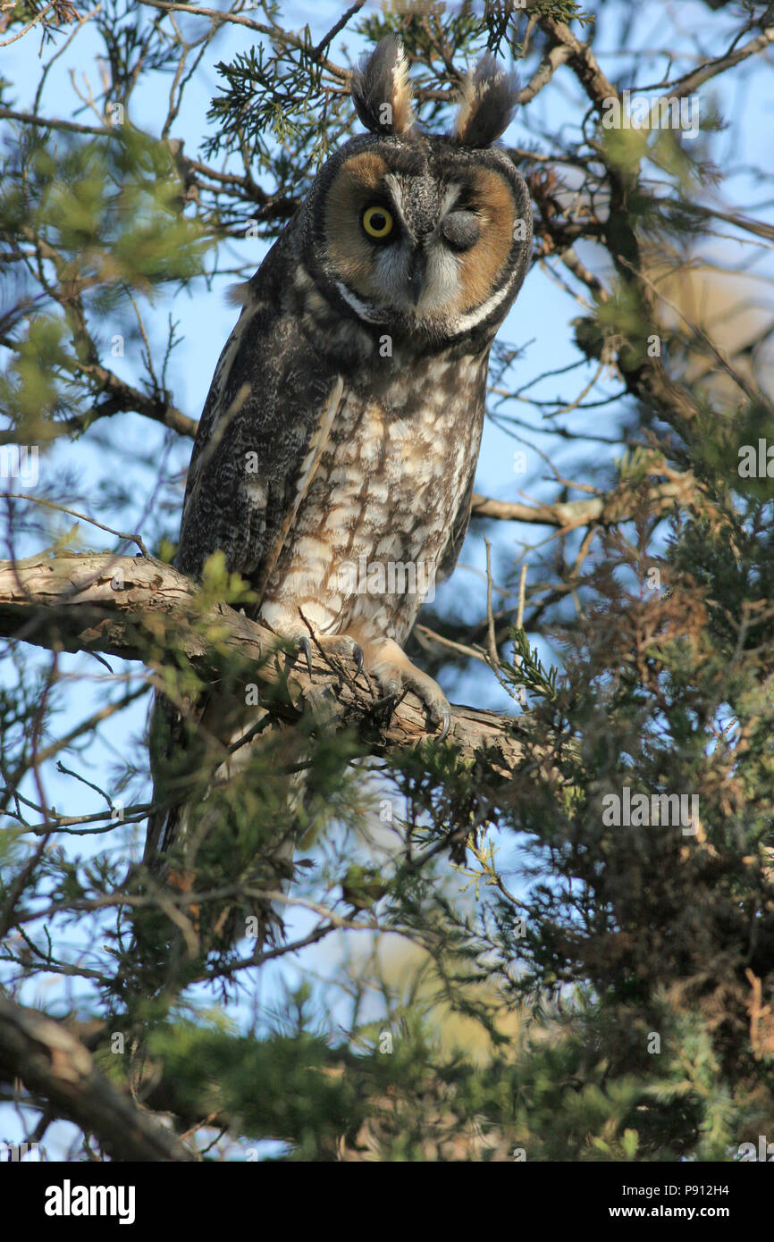 Long-eared Owl November 9th, 2007 Big Sioux Recreation Area near Brandon, South Dakota Canon 20D, 400 5.6L Stock Photo