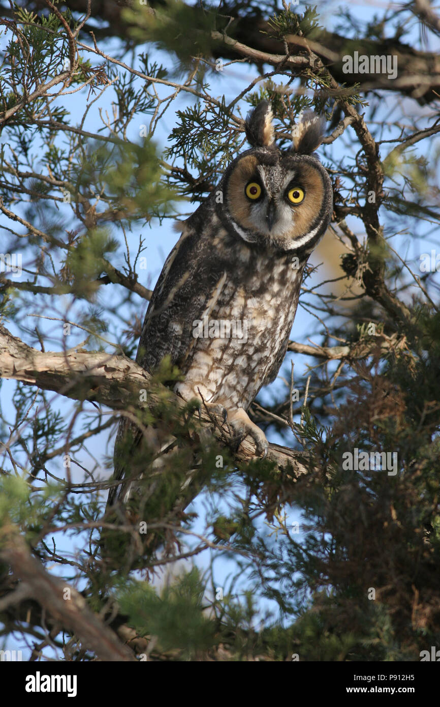 Long-eared Owl November 9th, 2007 Big Sioux Recreation Area near Brandon, South Dakota Canon 20D, 400 5.6L Stock Photo