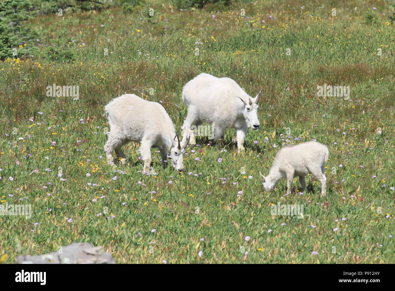 Mountain Goat August 5th, 2016 Logan Pass, Glacier National Park Stock Photo