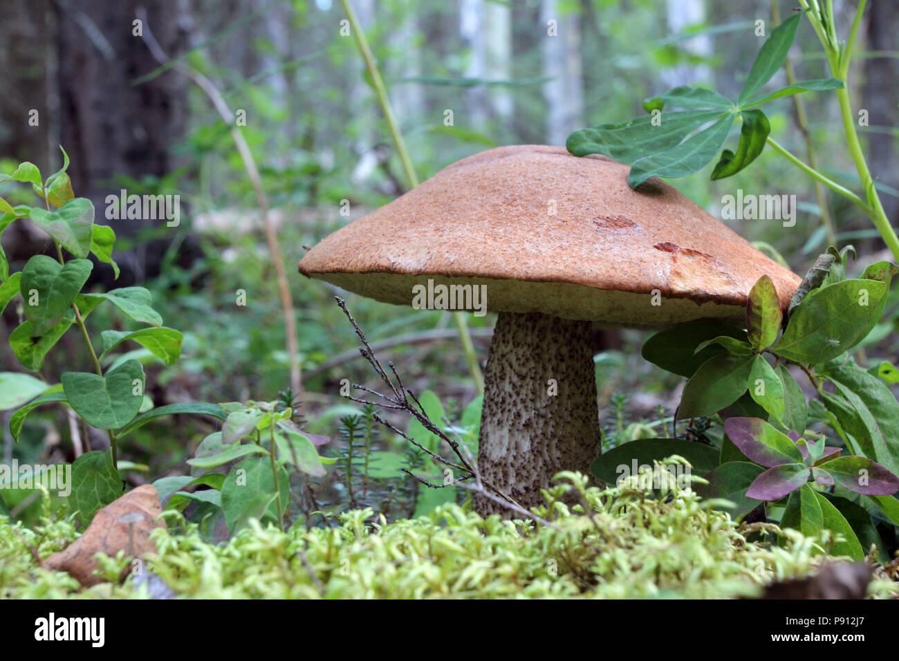 Boreal Forest Mushroom August 10h, 2010 Kenai Peninsula, Alaska Stock Photo