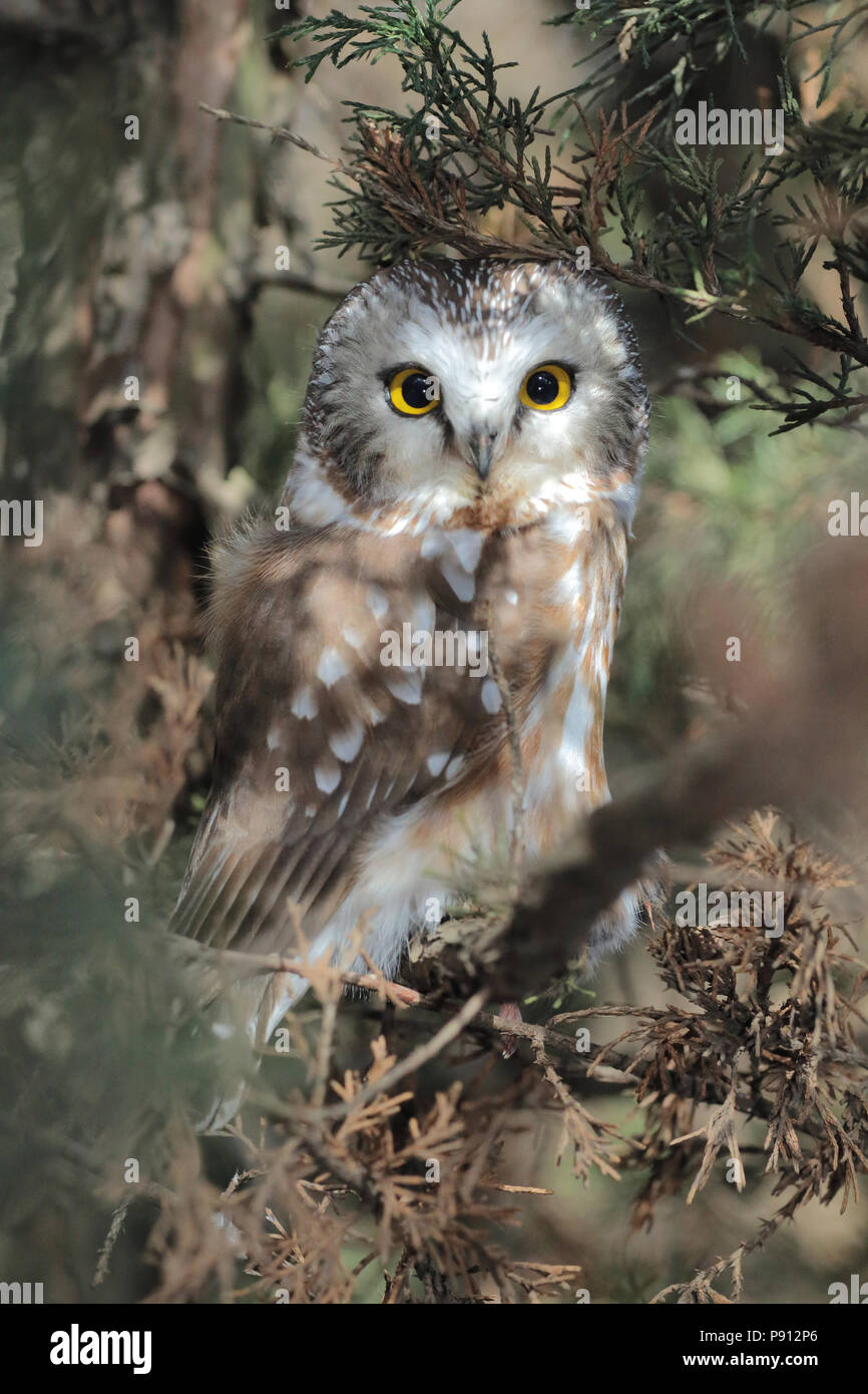 Northern Saw-whet Owl February 21st, 2015 Lake Alvin, Lincoln County, SD Stock Photo