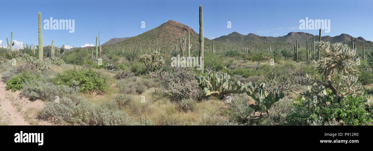 Sonoran Desert Panoramic, Saguaro National Park near Tucson, Arizona Stock Photo
