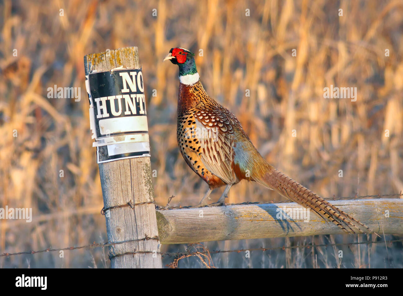 Ring-necked Pheasant next to 'No Hunting' Sign November 26th, 2008 Lyman County, South Dakota Stock Photo