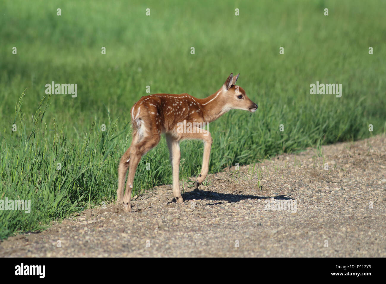 white-tailed-deer-baby-hi-res-stock-photography-and-images-alamy